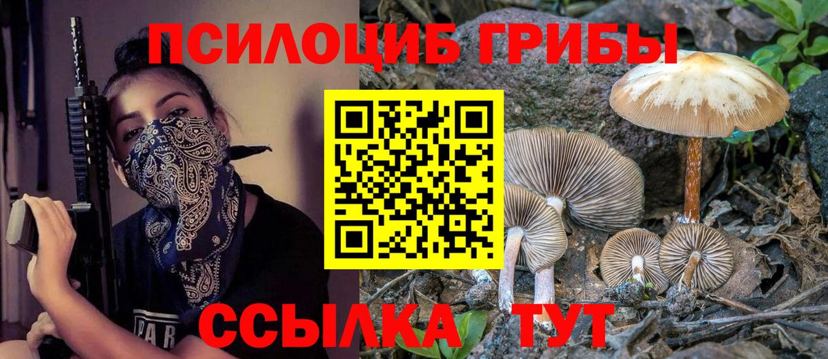 Псилоцибиновые грибы Psilocybine cubensis Киселёвск