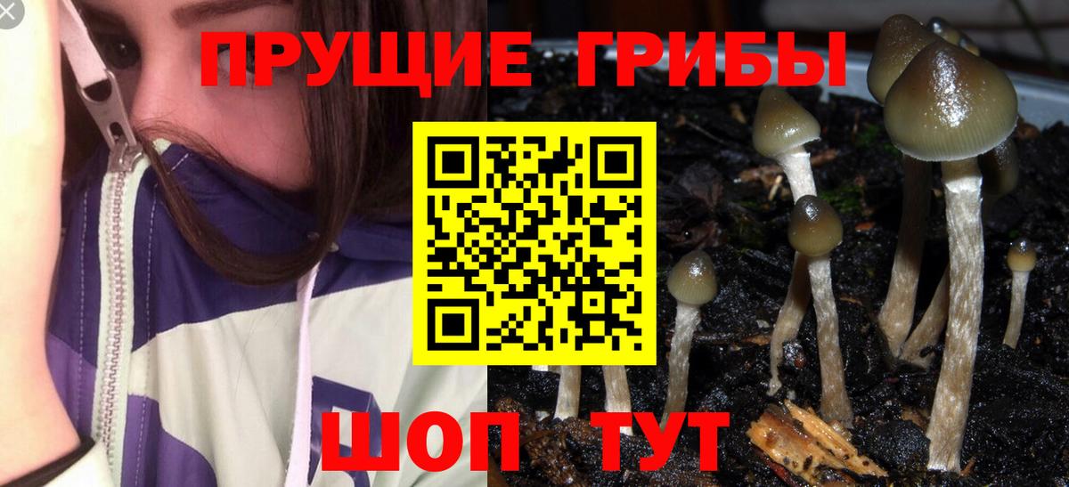 Псилоцибиновые грибы MAGIC MUSHROOMS  Вход с VPN  Киселёвск 
